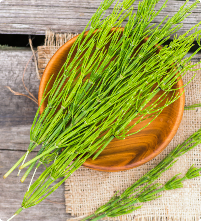 Horsetail extract ingredient for skin elasticity
