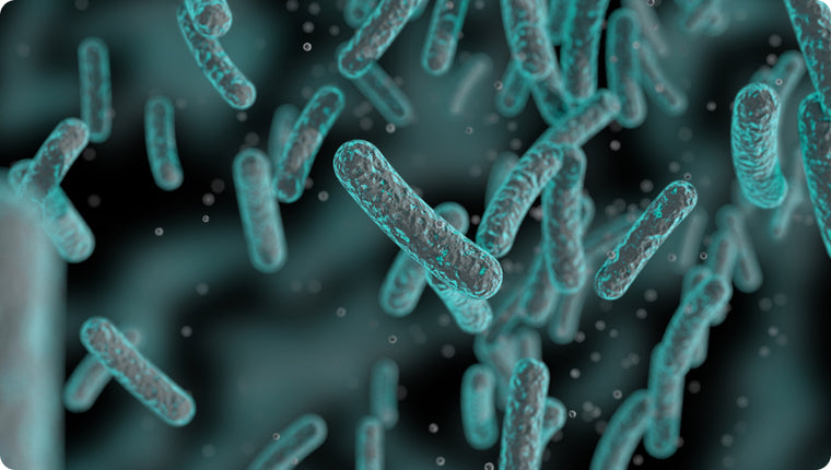Lactobacillus helveticus