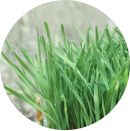 Wheat Grass